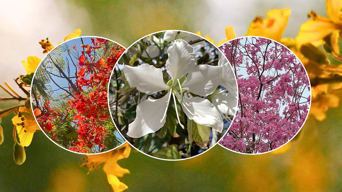 FULL SCREEN  FLORES PRIMAVERA (1)