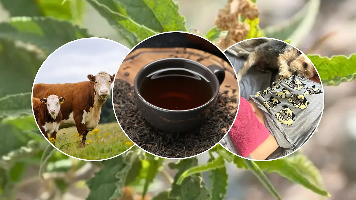 FULL SCREEN  CHICURA