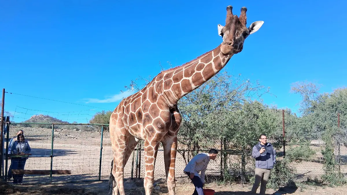 jirafa