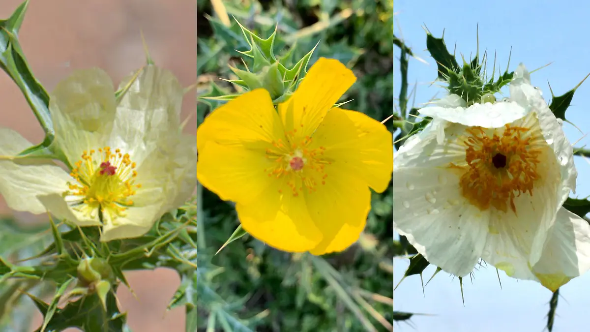 THREE IMAGES  AMAPOLAS ESPINOSAS