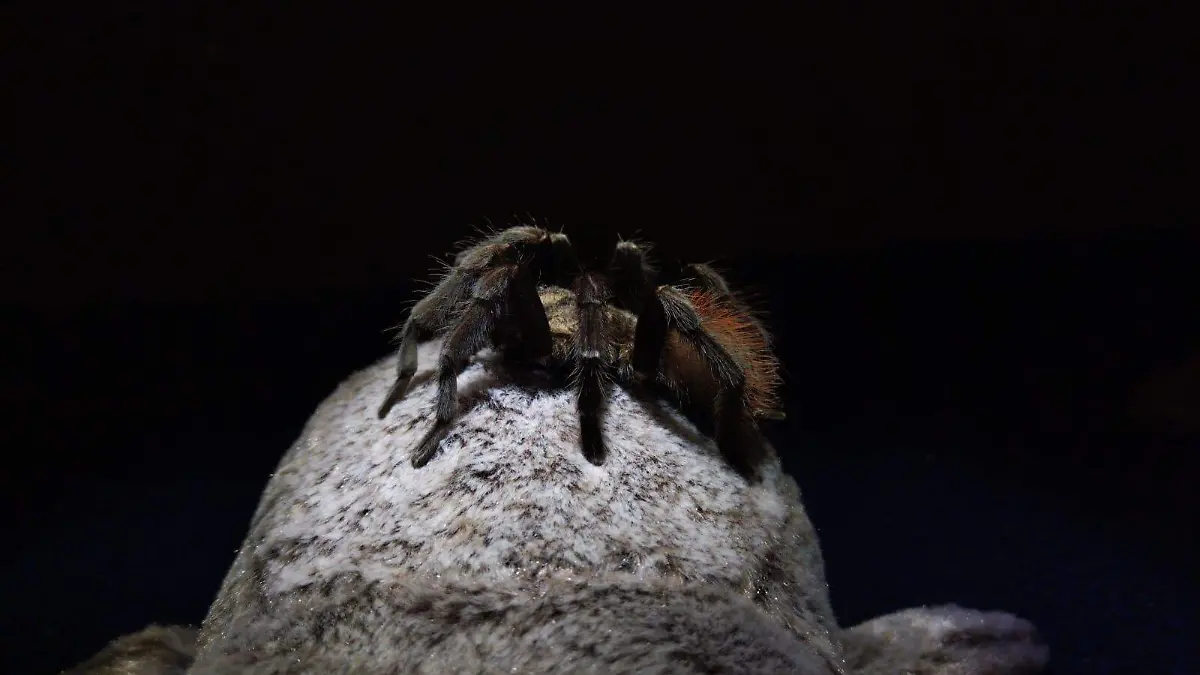 Las reinas de la noche2