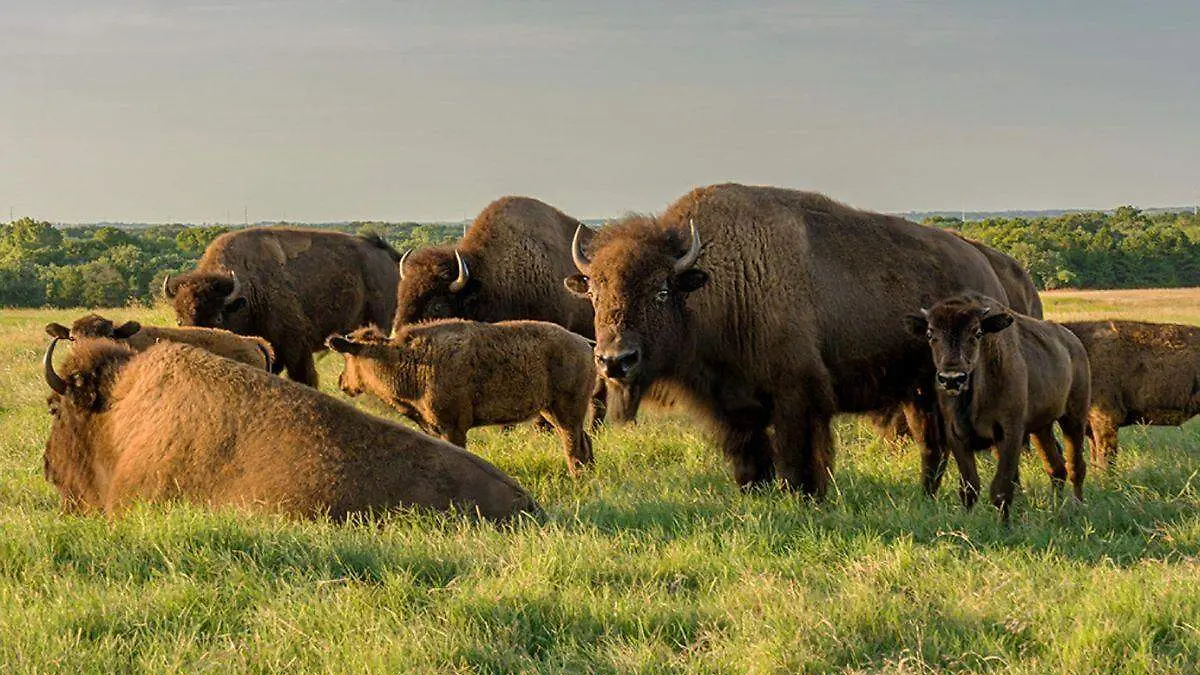 bisontes 