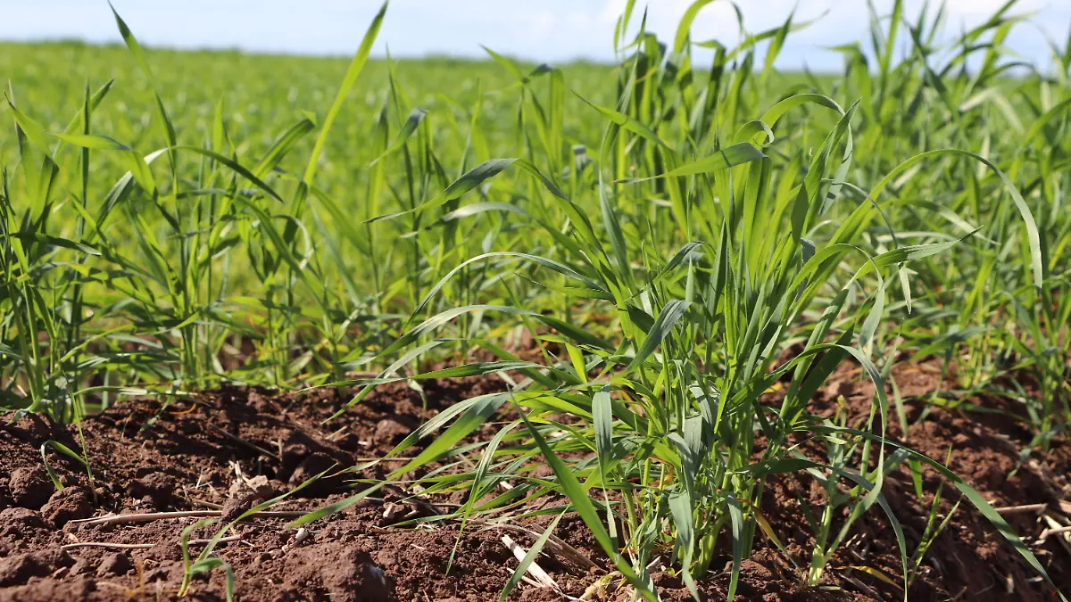 Trigo sonorense - Manuel Velázquez  4