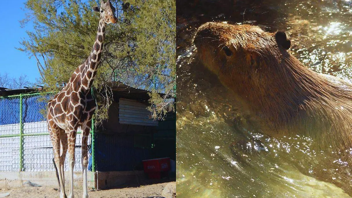 10-01-2024-Jubilacion de Pancho La Jirafa Centro ECológico-Cvillalba (1)