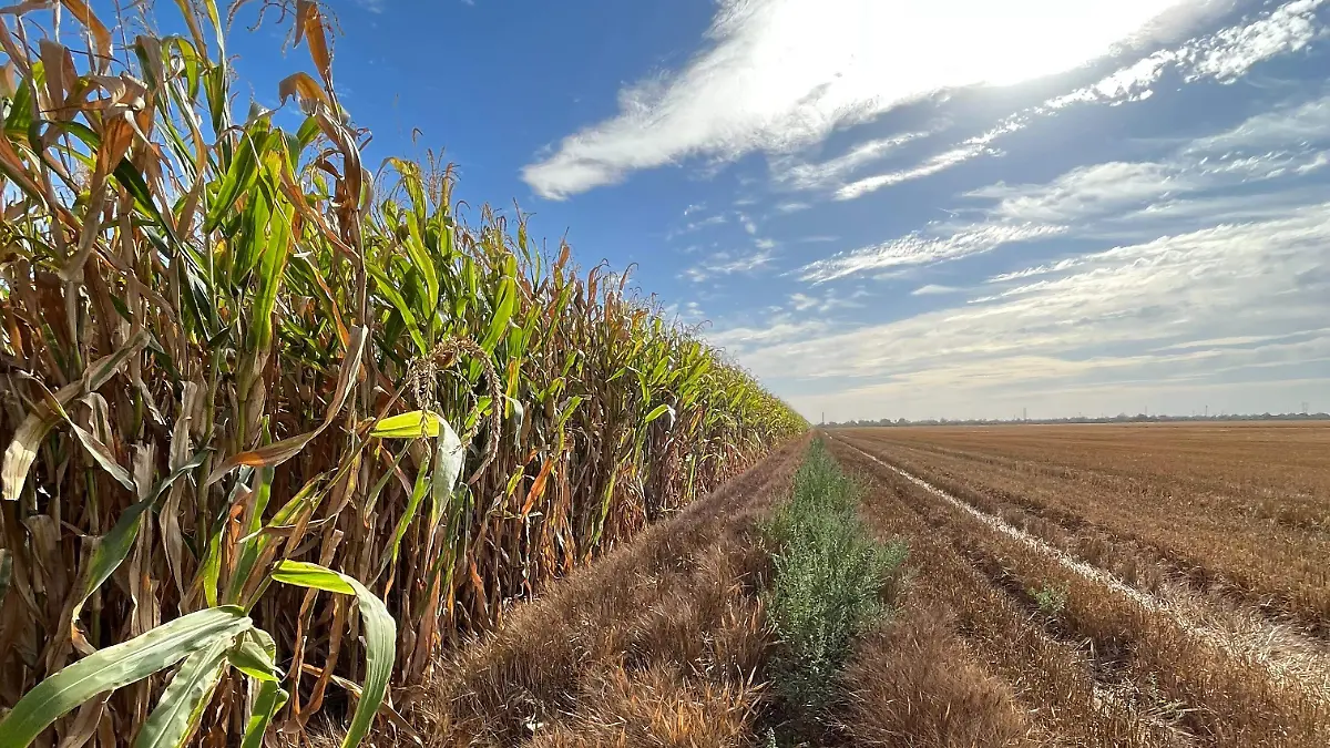 campos agrícolas Sonora