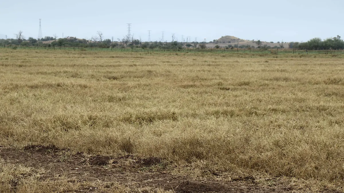 Reconversión de cultivos