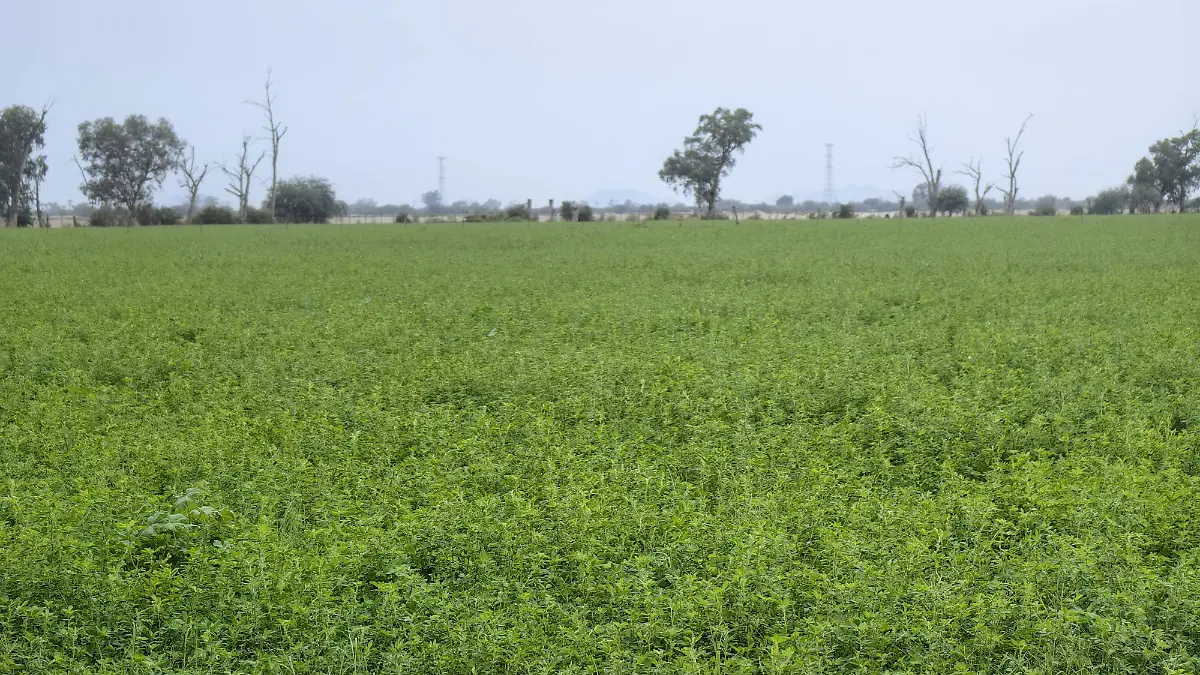 1 Cultivos en Sonora - Manuel Velázquez