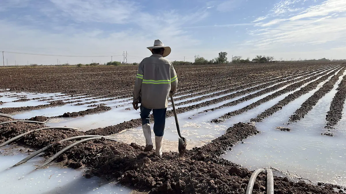 Riego en Sonora agricultura