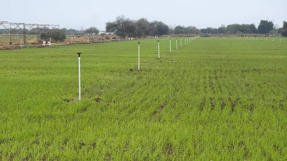 Nuevos modelos de riego