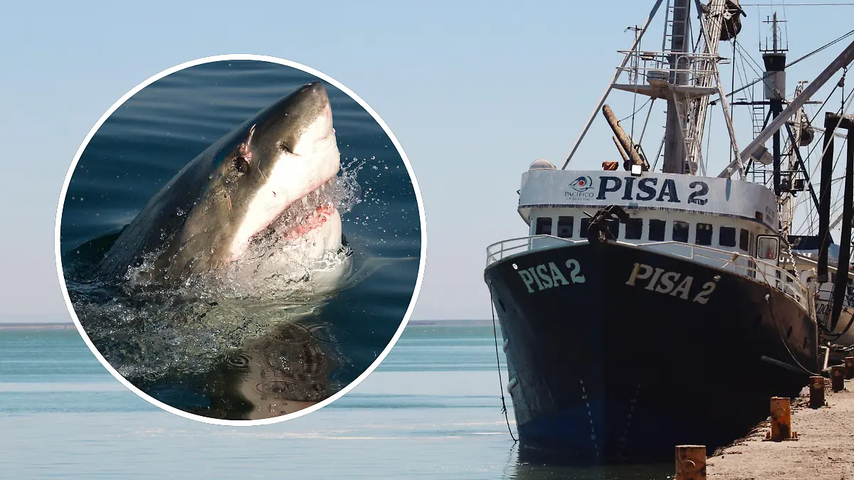 FULL SCREEN  TIBURÓN  YAVAROS