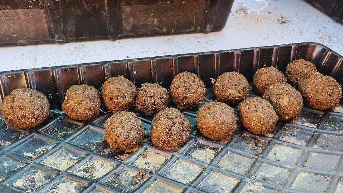 Bombas de semillas- Sandra Solís 13