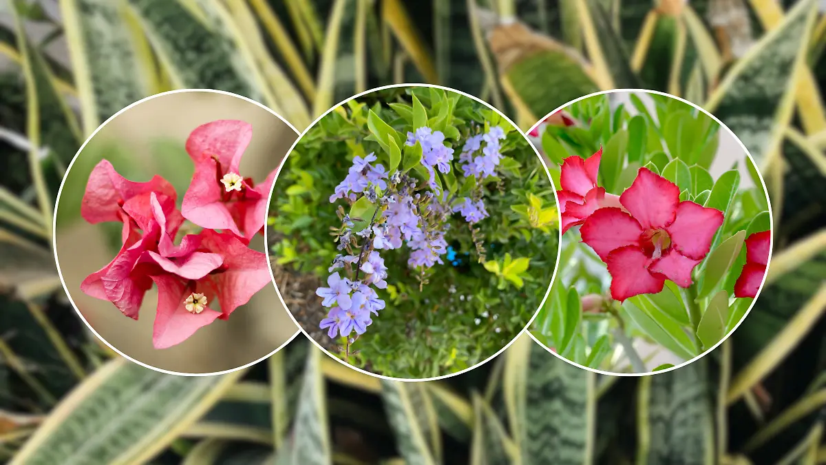 FULL SCREEN W THREE IMAGES  ARBUSTOS