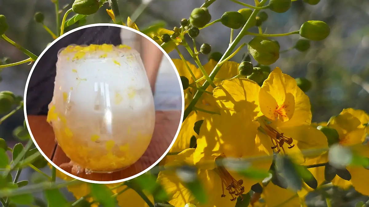 FULL SCREEN _ BEBIDA PALO VERDE