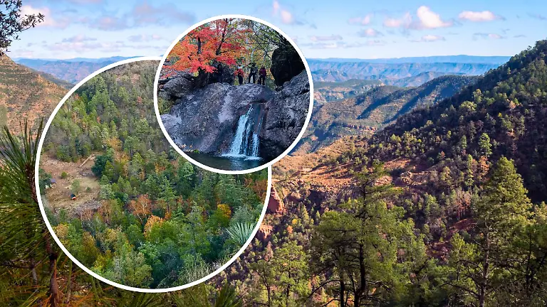 FULL SCREEN _ PICO GUACAMAYA