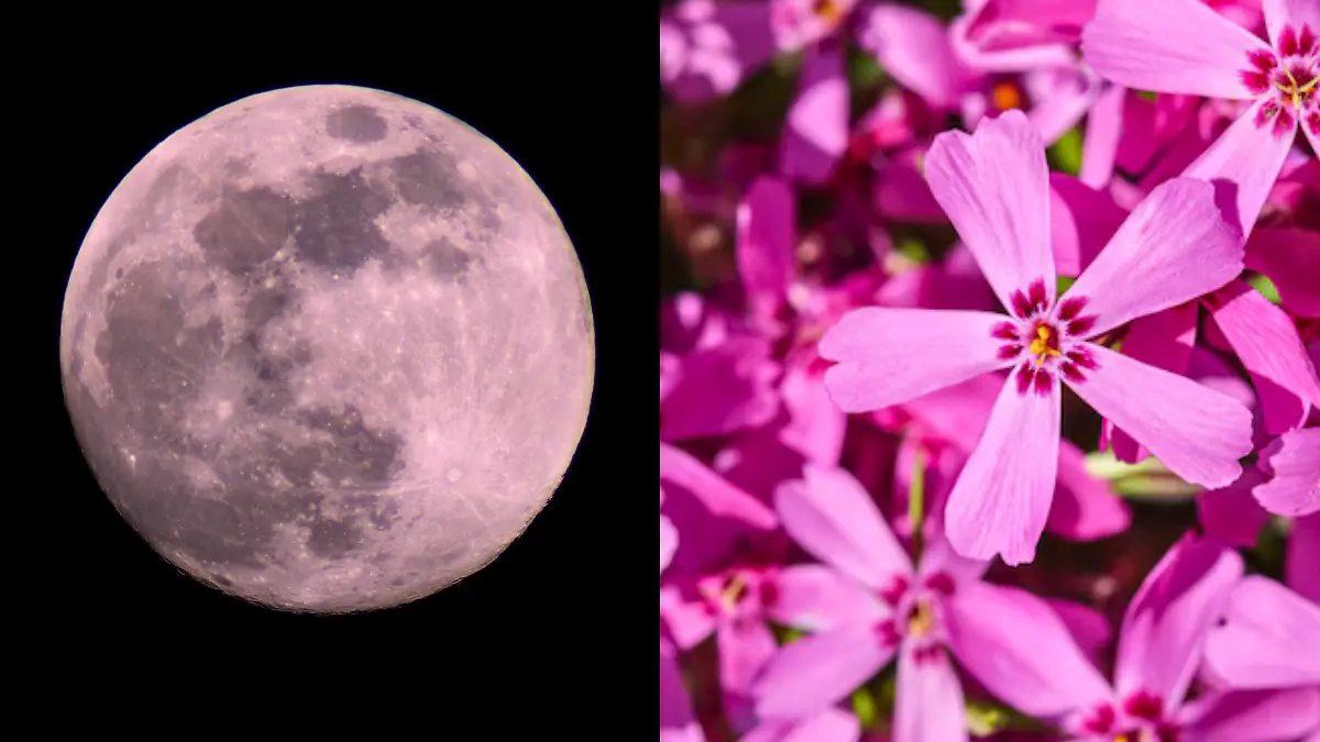 TWO IMAGES  LUNA ROSA