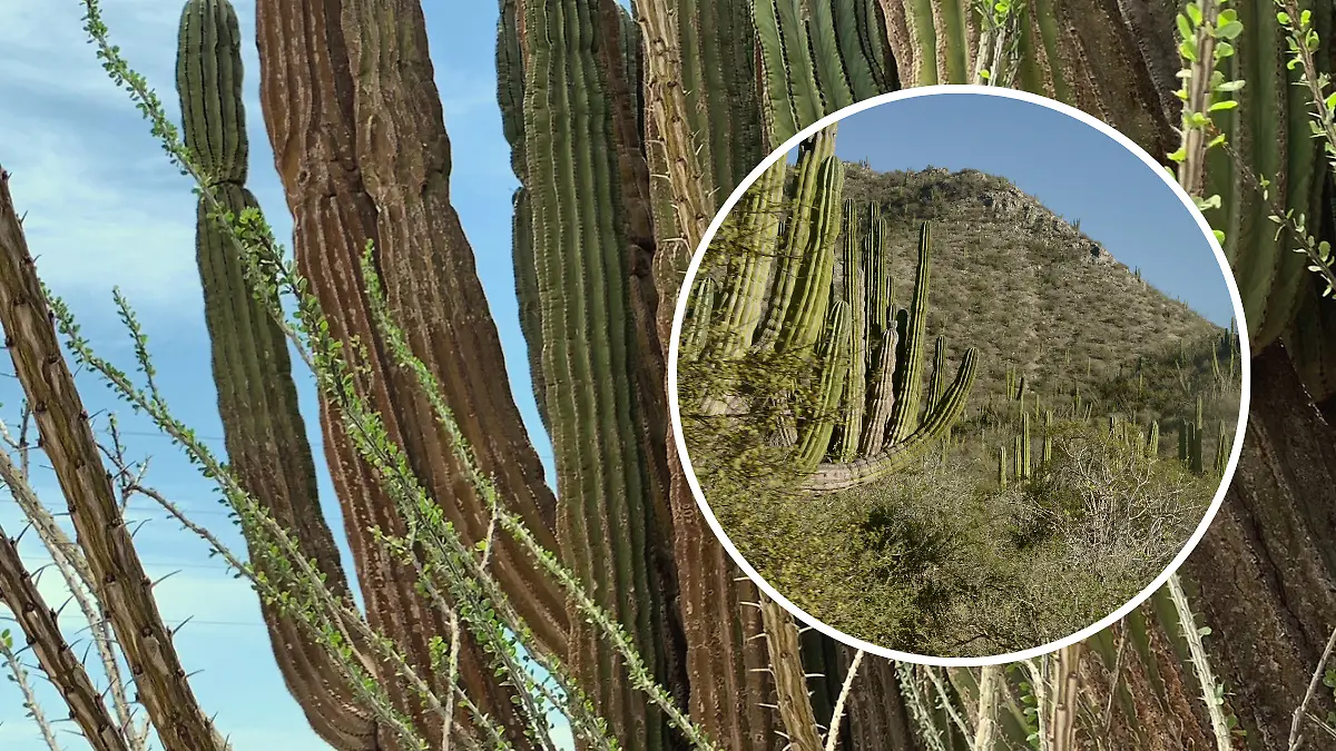 FULL SCREEN  bosque de cardones