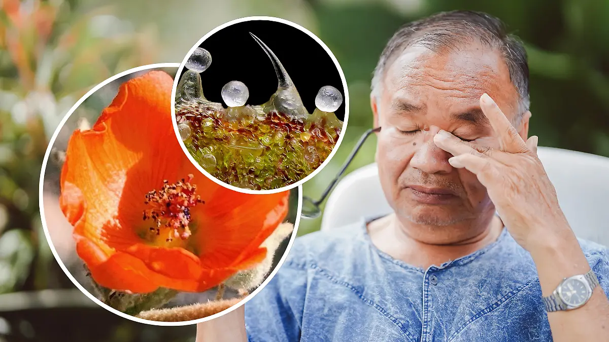 FULL SCREEN W2 IMAGES LEFT  MALVA DEL DESIERTO