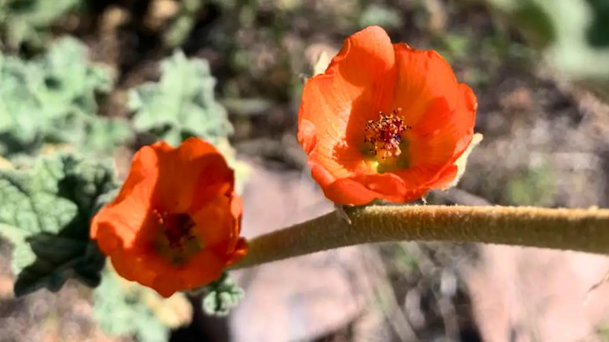 MALVA DEL DESIERTO O MAL DE OJO