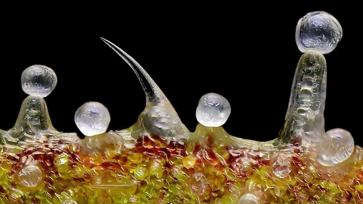 PELITOS VISTA MICROSCÓPICA TRICOMAS
