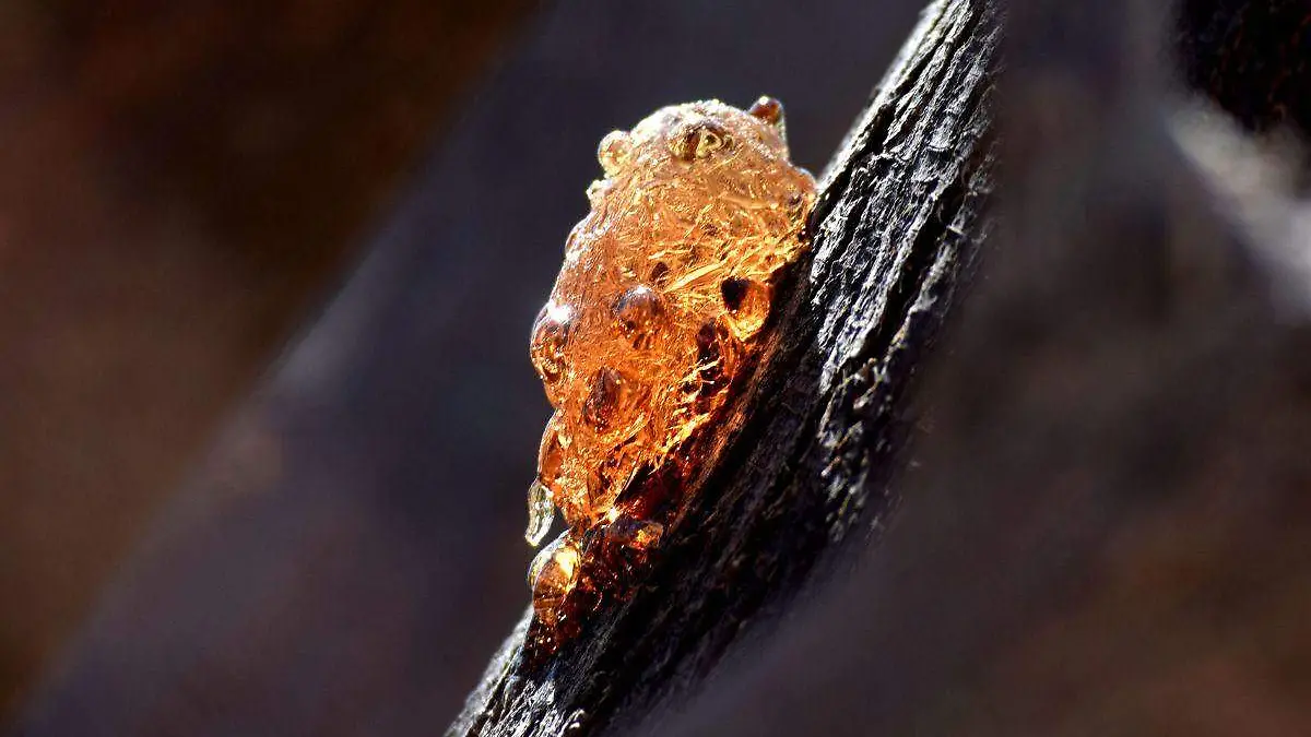 08-05-2022-Chucata de Mezquite-Carlos Villalba (18)