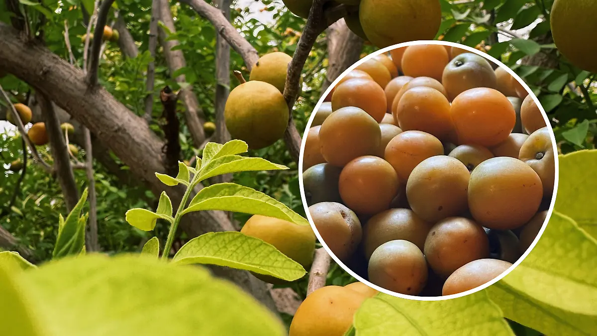 FULL SCREEN  YOYOMOS