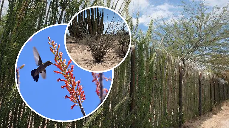 FULL SCREEN  CERCOS DE OCOTILLO