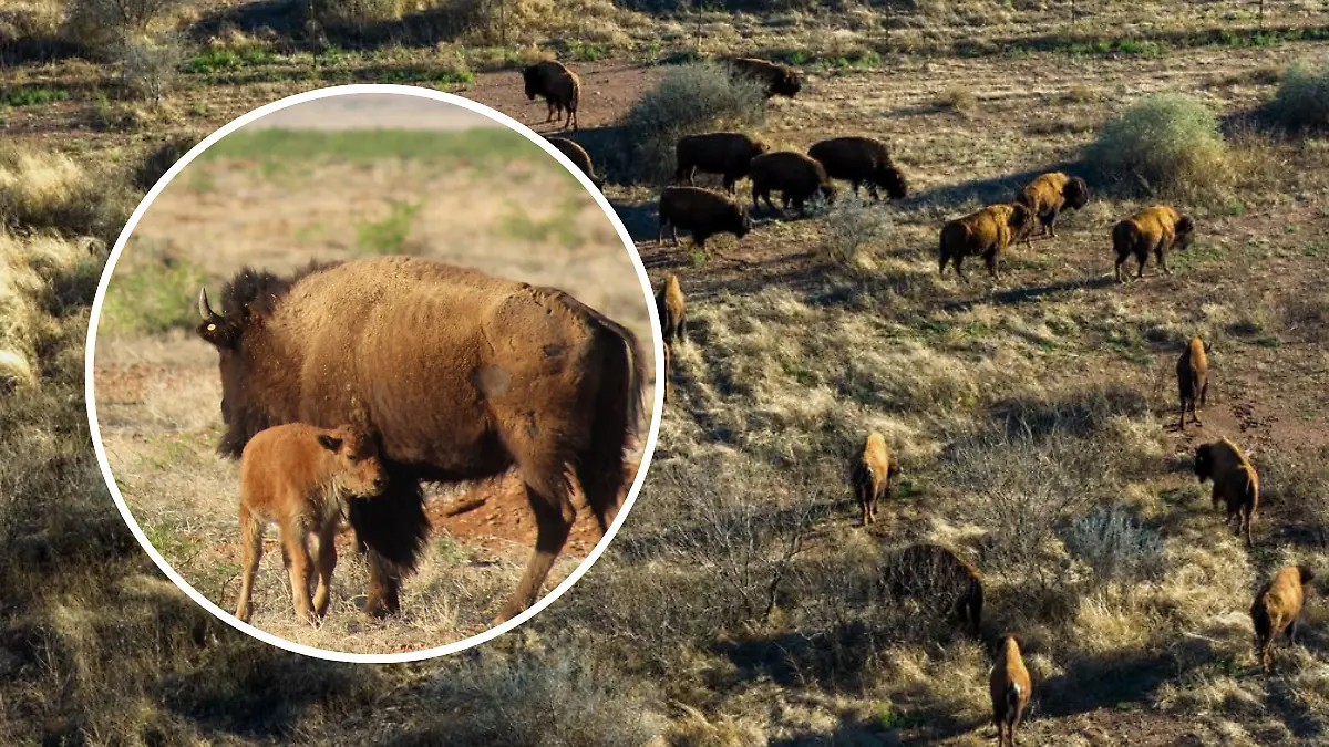 FULL SCREEN  CRÍA DE BISONTE CUENCA LOS OJOS