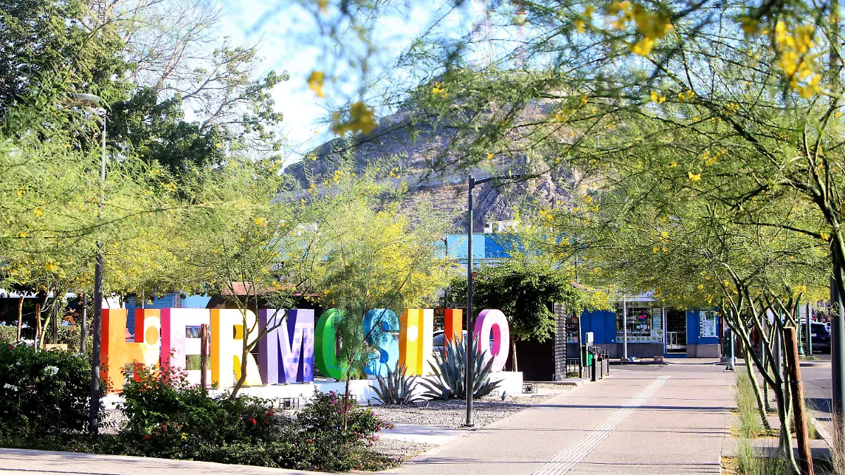 24-03-2026-Arbol de Palo Fierro-carlos Villalba (7)