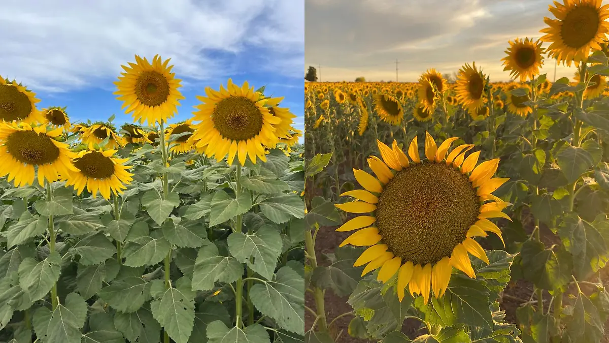 CAMPOS DE GIRASOLES VILLA JUÁREZ