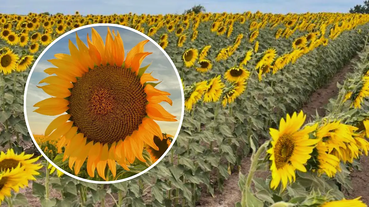 FULL SCREEN  CAMPO DE GIRASOLES