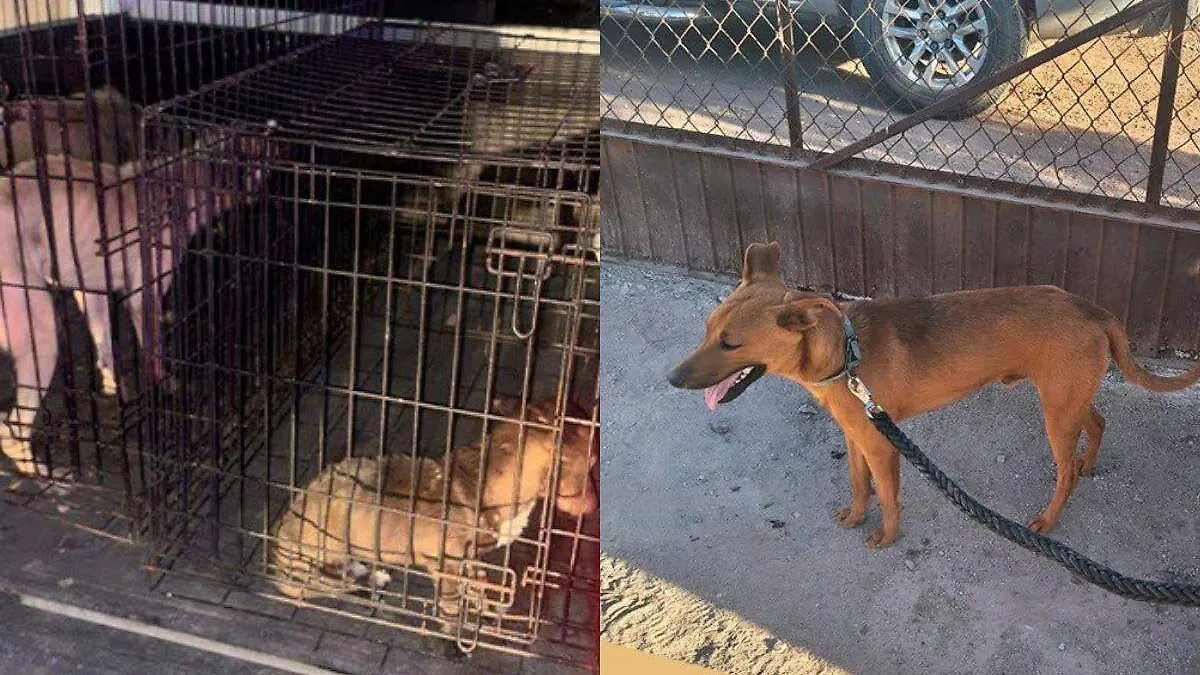 perros rescatados empalme - cajeme
