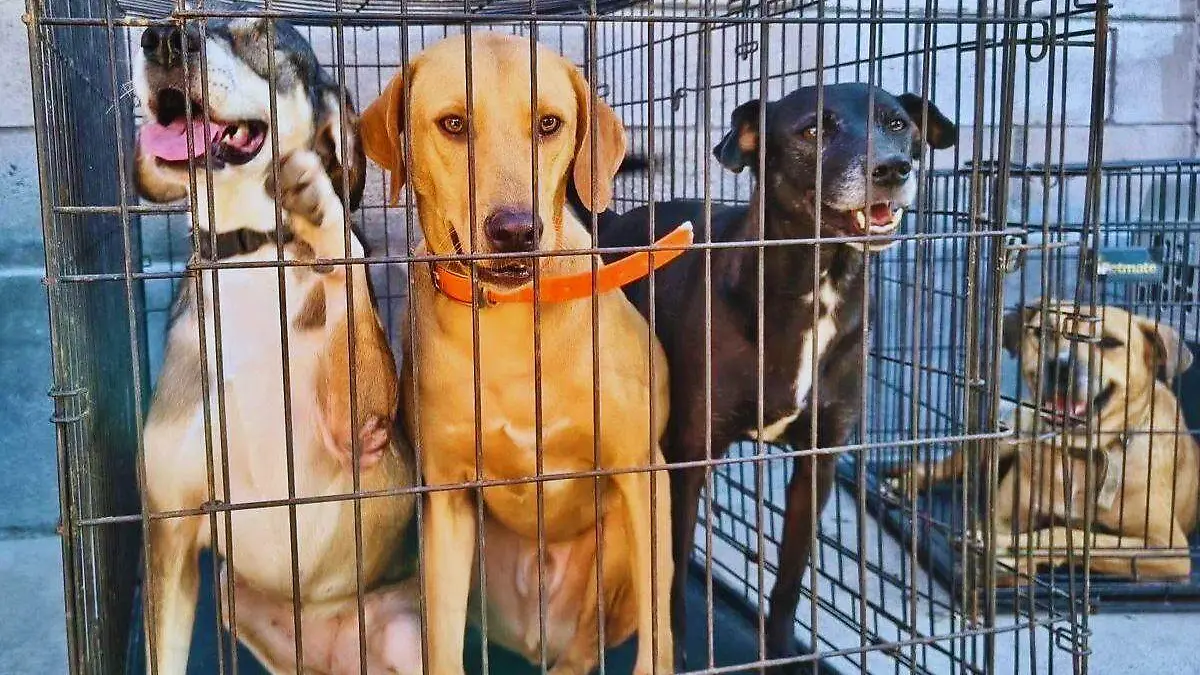Perros enjaulados