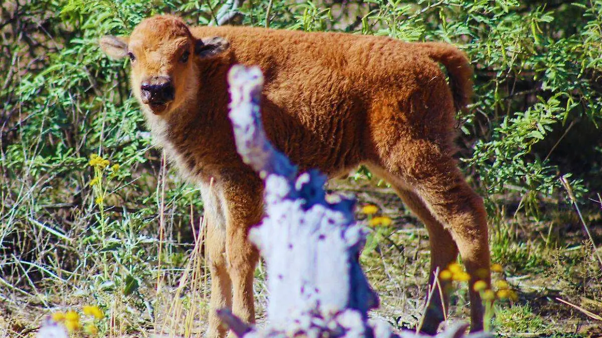 Bisonte bebé