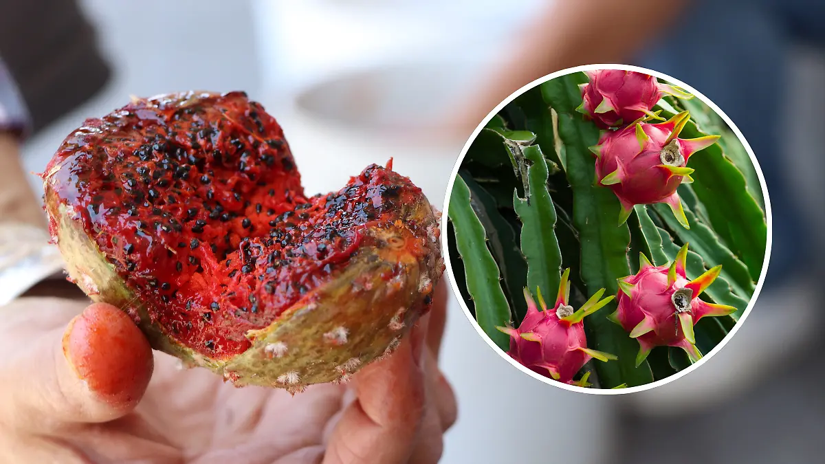 FULL SCREEN  pitaya o pitahaya