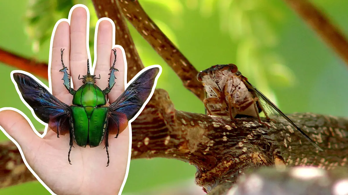 FULL SCREEN W2 IMAGES RIGHT  insectos de sonora