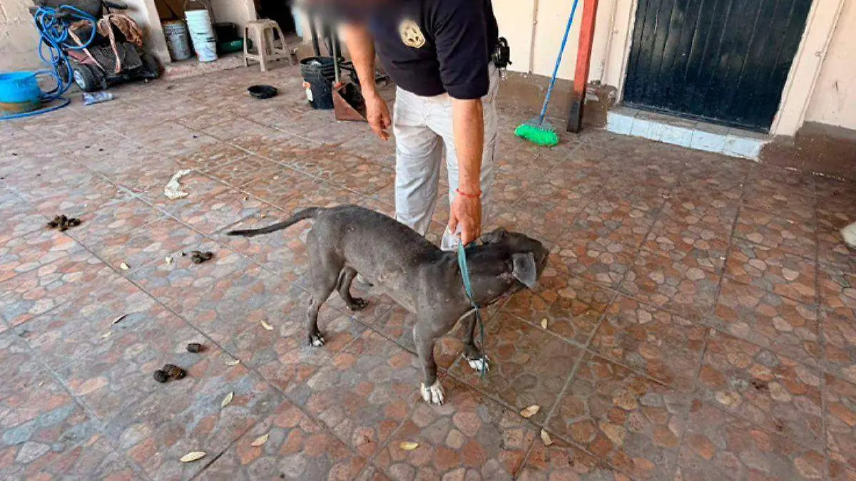 pitbul rescatado