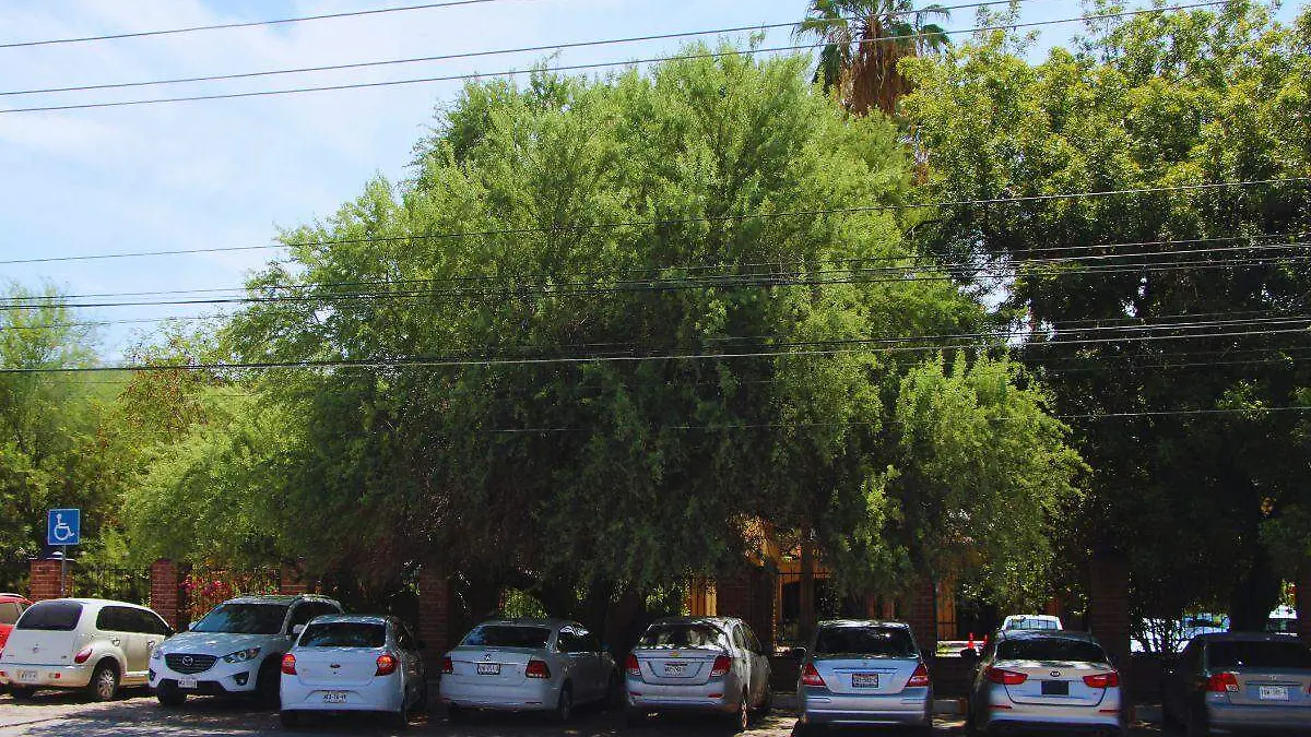 14-07-2026-Arbol bicentenario Palo Fierro-Carlos Villalba11