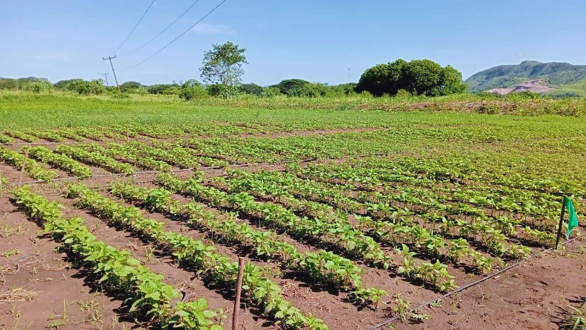 Cultivo de Ajonjolí