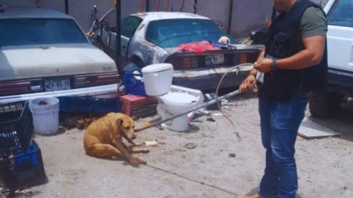 Maltrato animal
