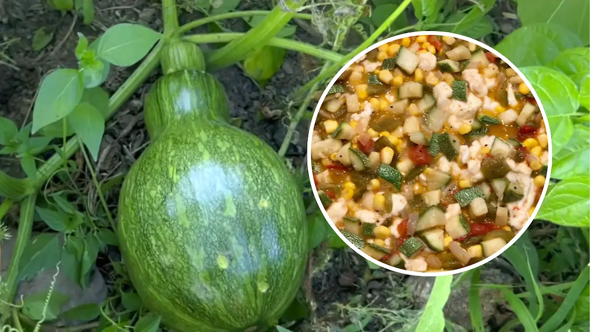 calabacitas colachi