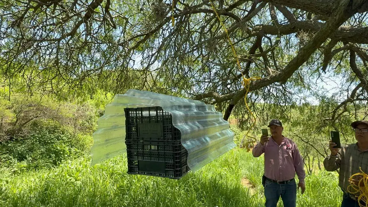 Proyecto de moscas contra gusano barrenador Sonora