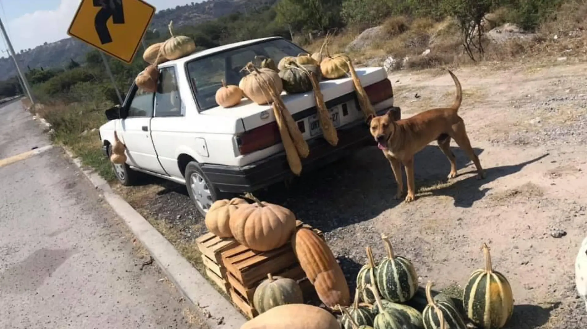 calabazas