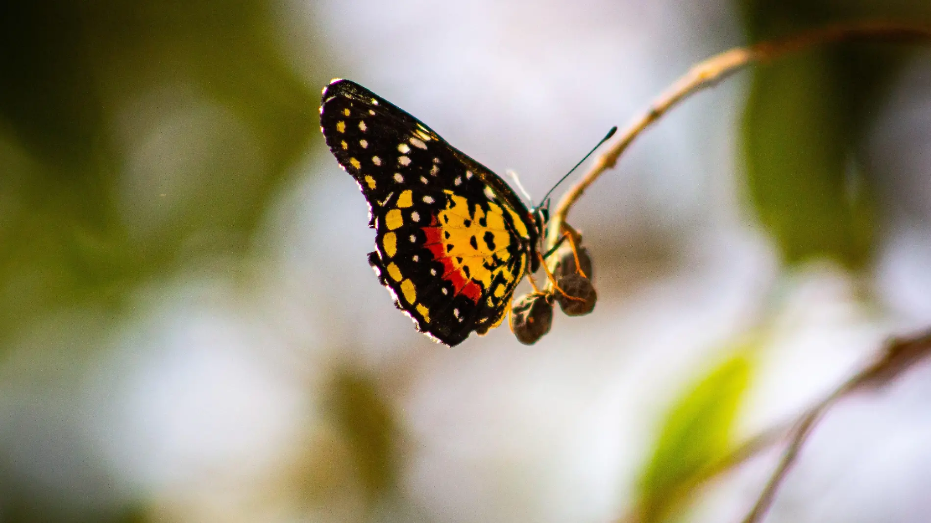 Mariposas