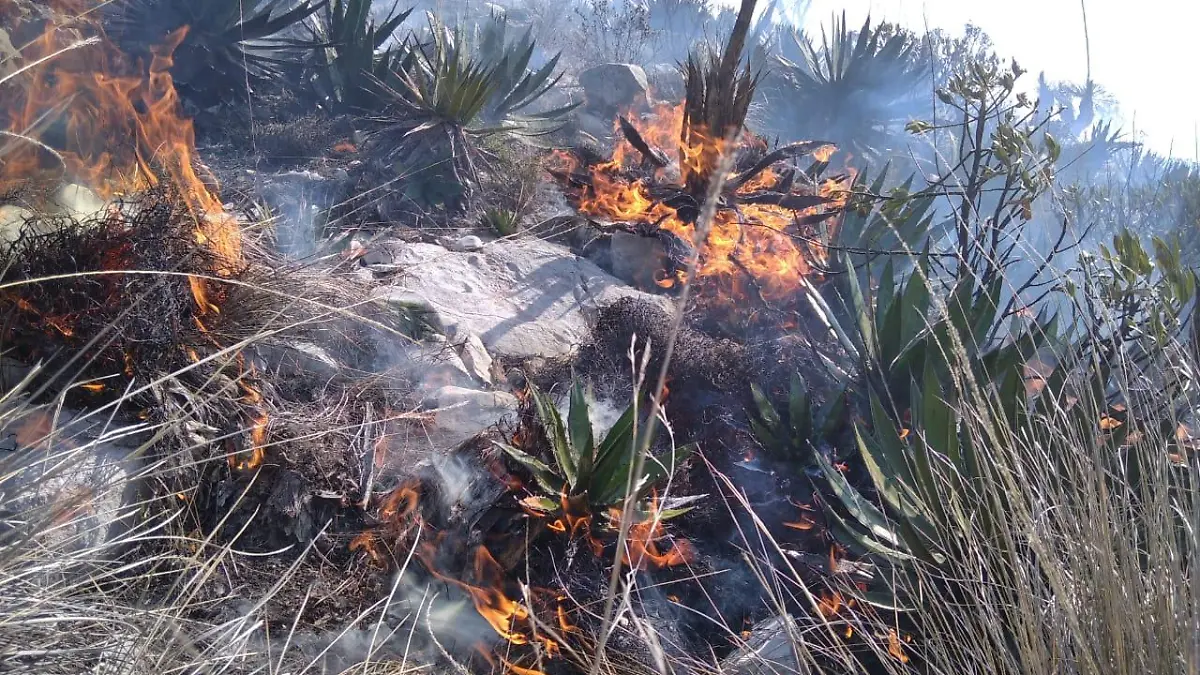 fuego