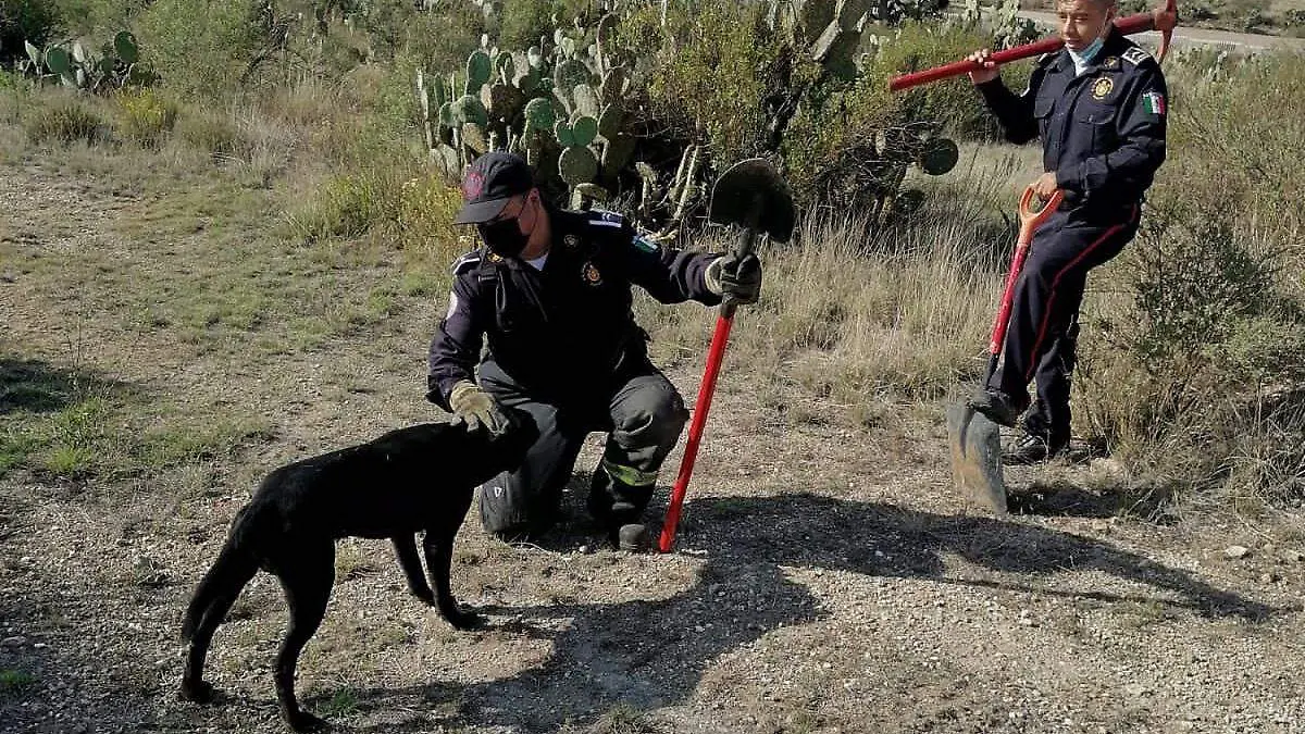 Rescatan a un can atorado en una madriguera 