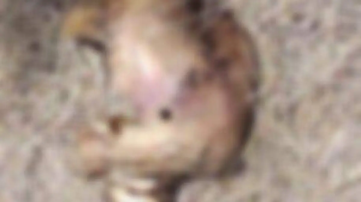 WhatsApp Image 2021-01-22 at 9.00.33 PM (1)