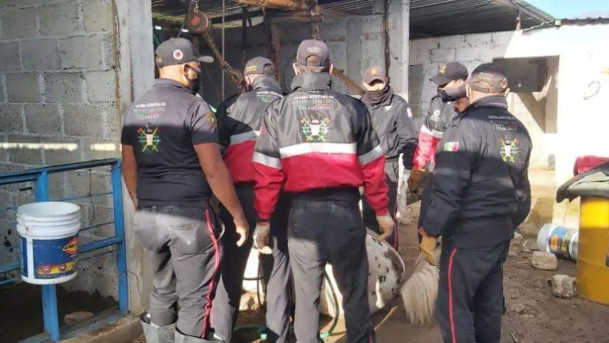 RESCATE DE CABALLO (4)