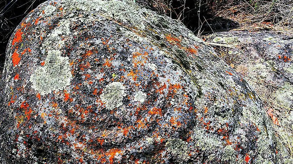 PETROGRABADOS (1)