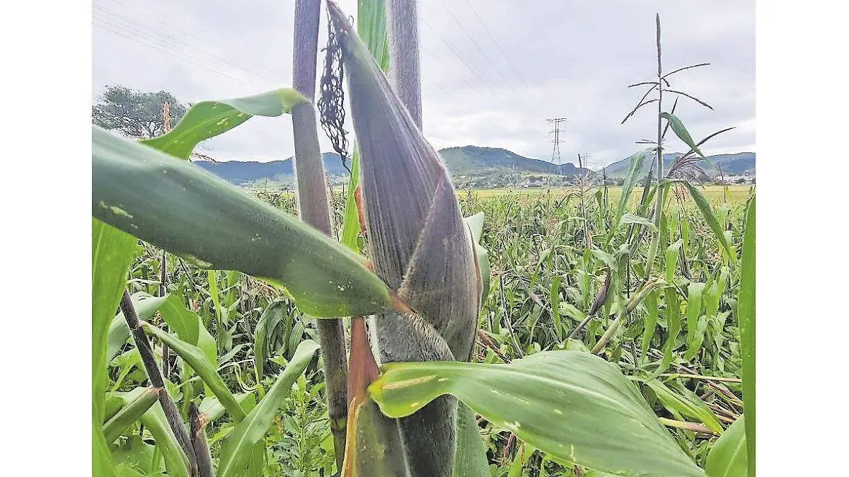 cultivo agrícolas F WEN(2)_CMYK