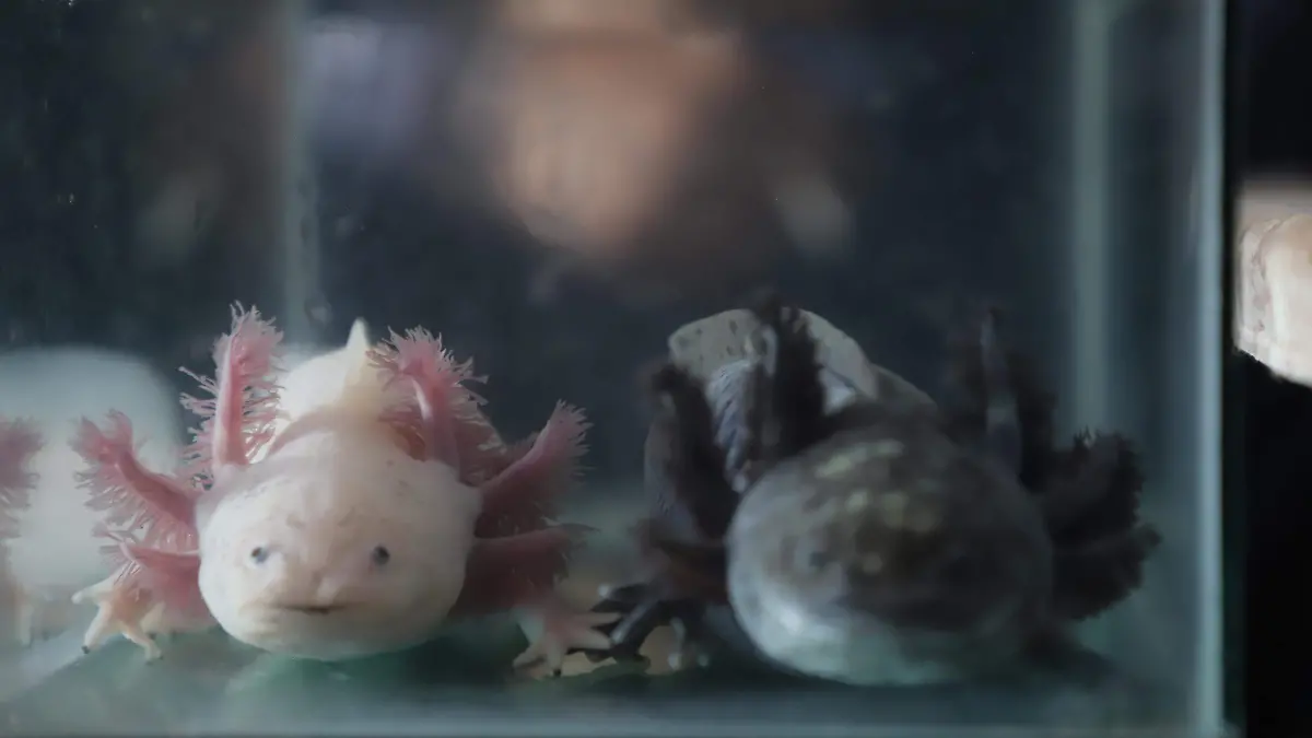 AJOLOTARIO F BEG (5)